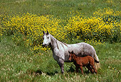 HOR 02 RK0096 77
Dapple Gray Arabian Mare And Bay Foal Standing In Yellow Flower Grass Hill