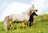 HOR 02 RK0104 01
Dapple Gray Arabian Mare And Colt Standing On Hillside By Yellow Flowers