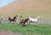 HOR 02 RK0107 16
Dapple Gray Arabian Mare And Colt Cantering In Pasture
