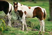 HOR 02 RK0113 01
Paint Horse Foal Standing On Pasture