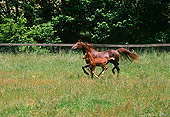 HOR 02 RK0189 02
Chestnut Arabian Mare And Foal Trotting In Paddock