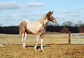 HOR 02 RS0001 01
Baskir Curly Yearling Standing In Pasture