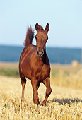 HOR 02 SS0018 01
Chestnut Paso Fino Foal Trotting In Pasture