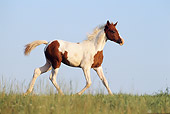 HOR 02 SS0019 01
Pinto Arabian Foal Trotting In Pasture