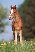 HOR 02 SS0020 01
Chestnut Mangalarga Foal Standing In Pasture