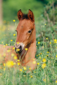 HOR 02 SS0021 01
Head Shot Of Bay Mangalarga Foal Laying In Pasture