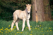 HOR 02 SS0022 01
Norwegian Fjord Foal Standing In Pasture
