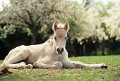 HOR 02 SS0023 01
Norwegian Fjord Foal Laying In Pasture