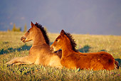 HOR 02 TL0001 01
Profile Of Two Bay Wild Horse Colts Resting In Meadow Sky