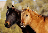 HOR 02 TL0004 01
Head Shot Of Dark Brown And Dun Wild Horse Foals By Trees