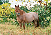HOR 03 FA0001 01
Roan Welsh Pony Standing In Pasture