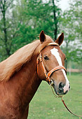 HOR 03 FA0002 01
Head Shot Of Chestnut Welsh Pony (Section D) Standing In Pasture