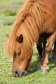 HOR 03 JE0001 01
Head Shot Of Chestnut Shetland Pony Grazing