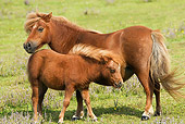 HOR 03 JE0002 01
Chestnut Shetland Pony Mare And Foal Standing In Pasture