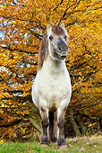HOR 03 KH0012 01
Fjord Gray Dress Pony Standing On Grass