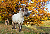 HOR 03 KH0013 01
Fjord Gray Dress And Dun Ponies Standing On Grass