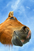 HOR 03 KH0014 01
Head Shot Of Fjord Horse