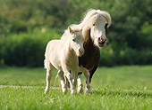 HOR 03 MB0016 01
Miniature Horse Mare And Foal Running In Pasture
