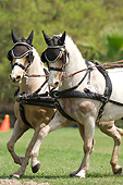 HOR 03 MB0018 01
Two Welsh Ponies In Driving Competition