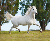 HOR 03 MB0019 01
Welsh Pony-Arabian Cross Cantering Through Pasture