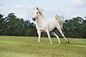 HOR 03 MB0020 01
Welsh Pony-Arabian Cross Cantering Through Pasture