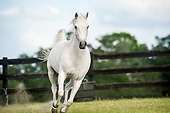 HOR 03 MB0021 01
Welsh Pony-Arabian Cross Galloping Through Pasture