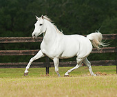 HOR 03 MB0022 01
Welsh Pony-Arabian Cross Galloping Through Pasture