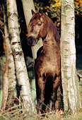 HOR 03 SS0001 01
Black Connemara Pony Standing Between Trees