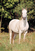 HOR 03 SS0002 01
Gray Connemara Pony Standing In Pasture