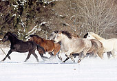 HOR 03 SS0003 01
Herd Of Connemara Ponies Running In Snow