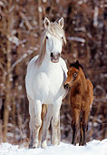 HOR 03 SS0004 01
Connemara Pony Mare And Foal Standing In Snow