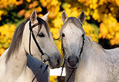 HOR 03 SS0006 01
Close-Up Of Two Gray German Riding Ponies In Bridles