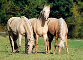HOR 03 SS0007 01
Three Palomino German Riding Ponies Standing In Pasture