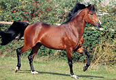 HOR 03 SS0009 01
Bay German Riding Pony Cantering In Pasture