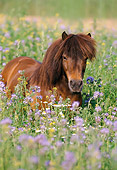 HOR 03 SS0010 01
Shetland Pony Standing In Field Of Tall Wildflowers
