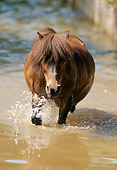 HOR 03 SS0011 01
Shetland Pony Wading In Stream
