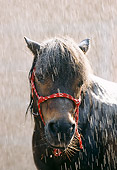 HOR 03 SS0012 01
Head Shot Of Shetland Pony Standing In Rain