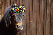 HOR 03 SS0013 01
Head Shot Of Shetland Pony With Curlers In Forelock