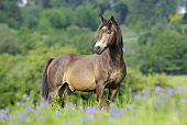 HOR 03 SS0019 01
Connemara Pony Standing In Meadow With Purple Flowers