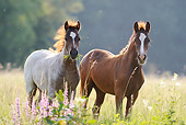 HOR 03 SS0021 01
German Riding Pony And Welsh Pony Standing In Meadow With Lavender Flowers