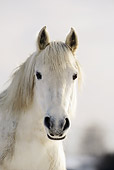 HOR 03 SS0023 01
Head Shot Of White Connemara Pony