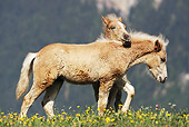 HOR 03 SS0024 01
Two Haflinger Foals Playing In Meadow With Yellow Flowers