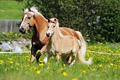 HOR 03 SS0025 01
Mare And Foal Haflinger Horses Trotting Through Pasture With Yellow Flowers