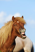 HOR 03 SS0027 01
Portrait Of Icelandic Horse Yearling Yawning