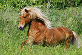 HOR 03 SS0028 01
Icelandic Horse Gelding Galloping In Meadow