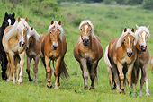 HOR 03 SS0030 01
Group Of Haflinger Colts Walking Through Meadow