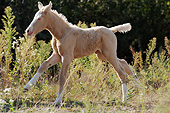HOR 03 SS0031 01
Curly Horse Foal Running Through Meadow