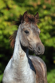 HOR 03 SS0036 01
Head Shot Of Gray German Riding Pony