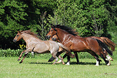 HOR 03 SS0037 01
Group Of German Riding Ponies Galloping Through Field