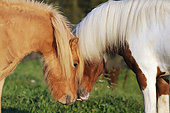 HOR 03 SS0038 01
Close-Up Of Two Icelandic Horses Standing Head To Head